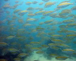 Желтый полосатик — полезная для здоровья рыба